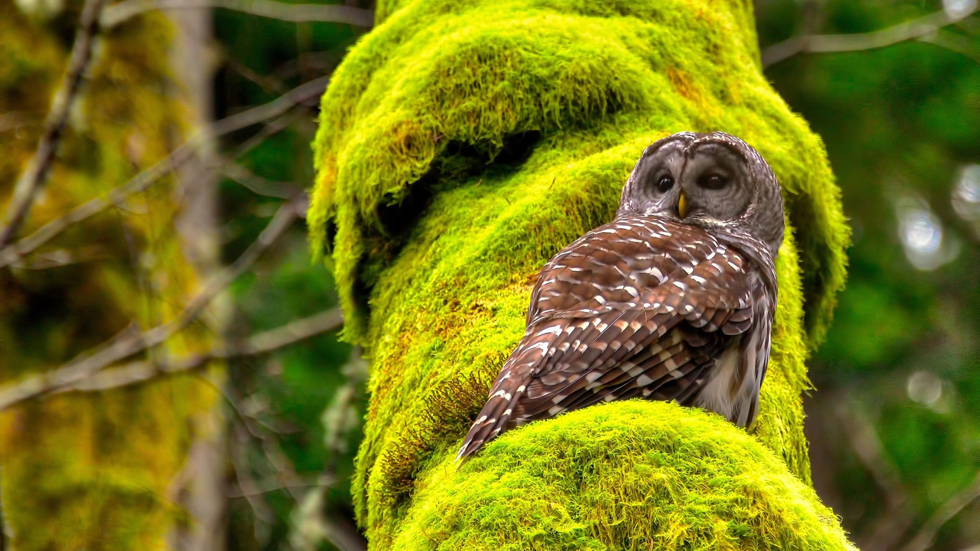开云体育在线-杰伦格林三分如雨！辽宁队第三节一波流带走比赛
