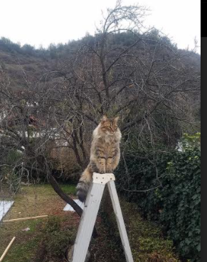 王牌接管时刻南北交相辉映，广东终结广厦悬念，德罗赞化身末节战神