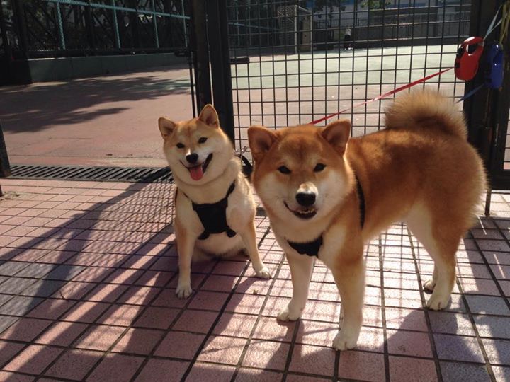 橙色革命与篮筐博弈，荷兰式全攻全守如何解码NBA总决赛的战术迷局