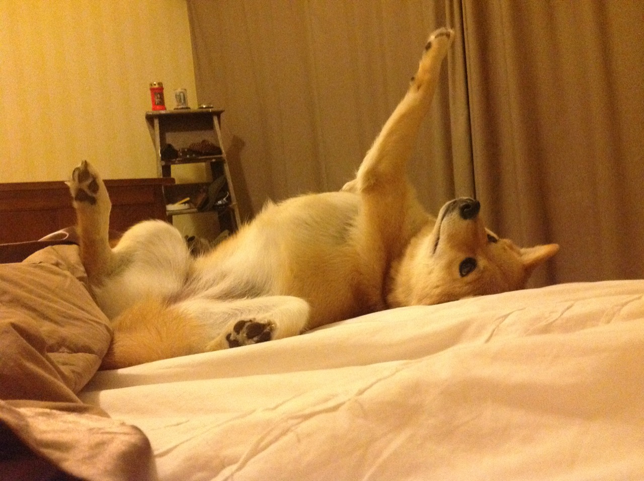 一骑绝尘!奥地利战术闪电战一波带走洪都拉斯,莫德里奇中场魔术堪称完美