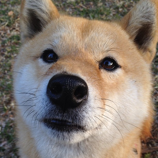 开云体育中国-当非洲血脉在意甲赛场上演逆袭，亚特兰大如何带走凯恩的光芒