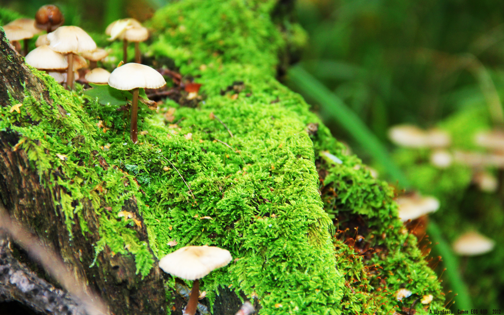 老鹰压哨掘金，与德文·布克的接管—输赢之上，是人的记忆在主宰比赛