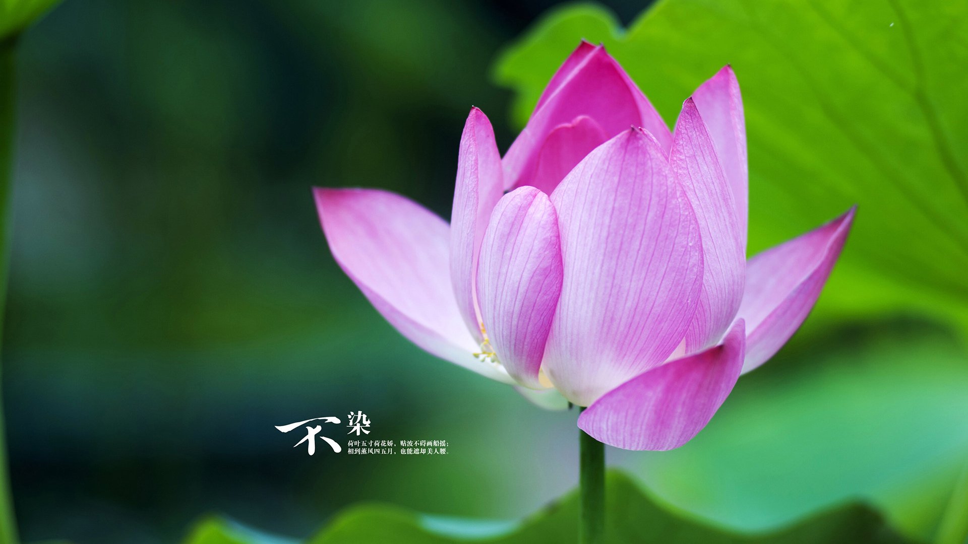 开云sport-当东契奇打出统治级数据，雷霆与雄鹿上演巅峰对决