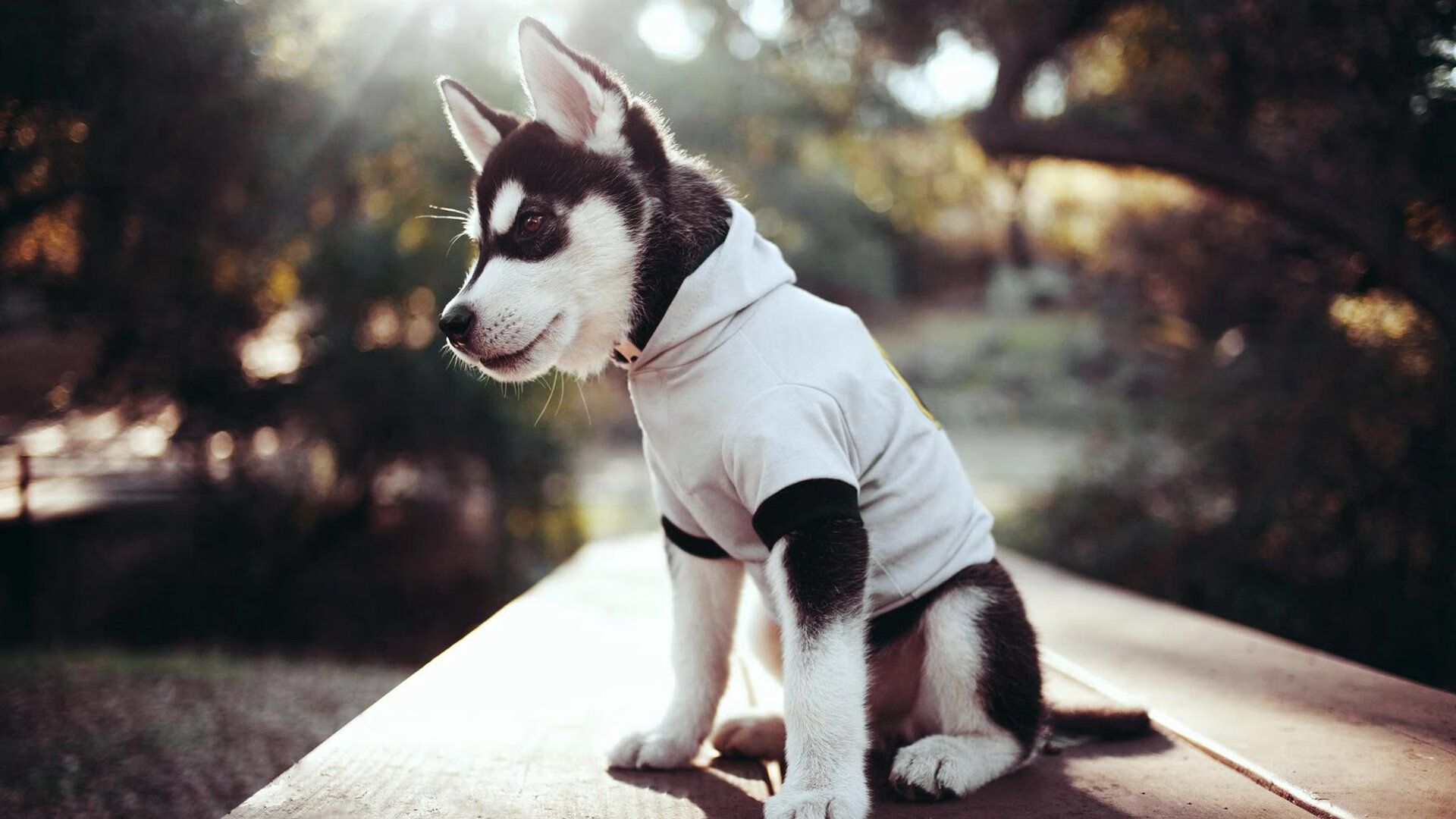 开云体育2026-古老的裁决者，詹姆斯在波特兰的时光之河投下关键一球