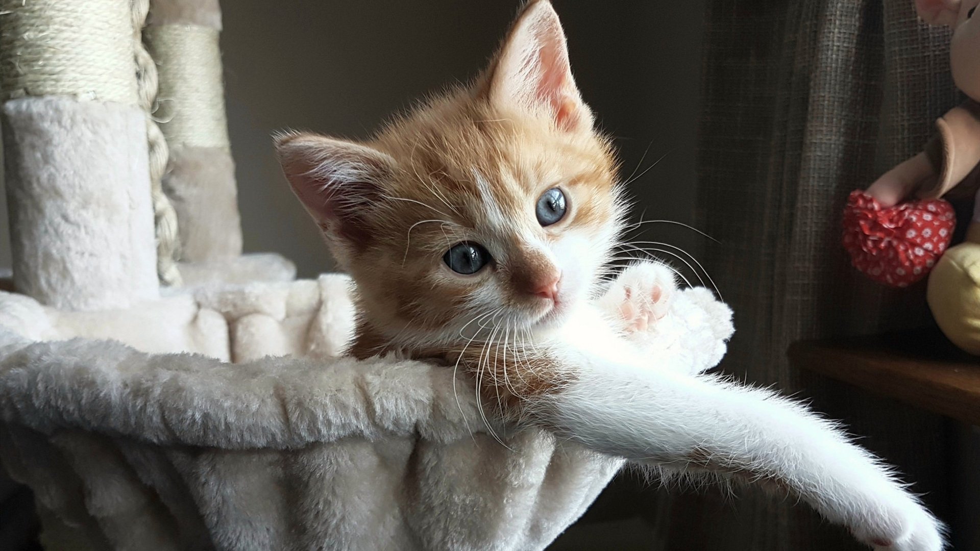 末节风暴！霍勒迪导演逆转，灰熊主场击退上海