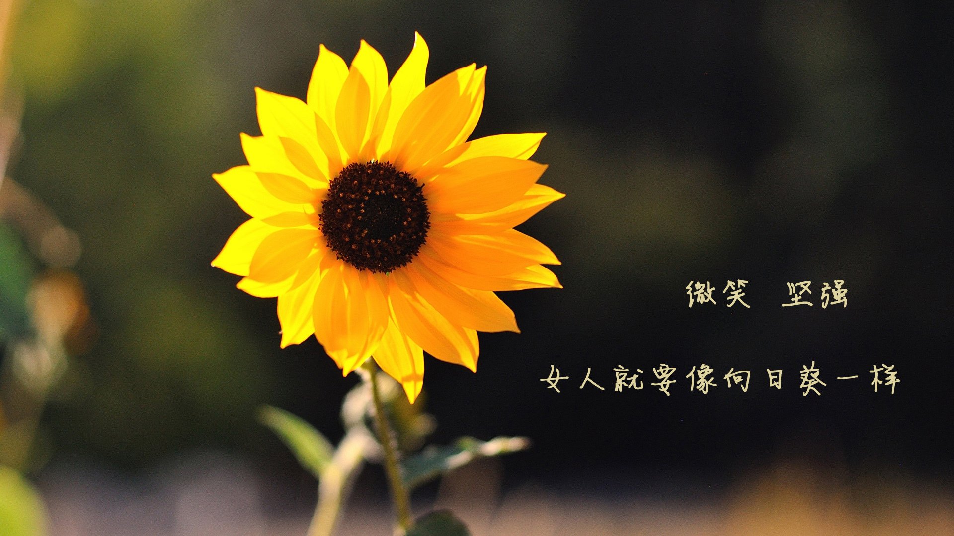 三色堇之夜,2026世界杯C组唯一的神谕